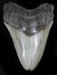 Nice Megalodon Tooth #21973-1